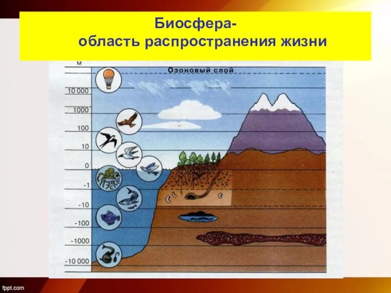 Биосфера это область распространения жизни на земле. Биосфера Живая оболочка земли. Биосфера рисунок. Биосфера это в географии.