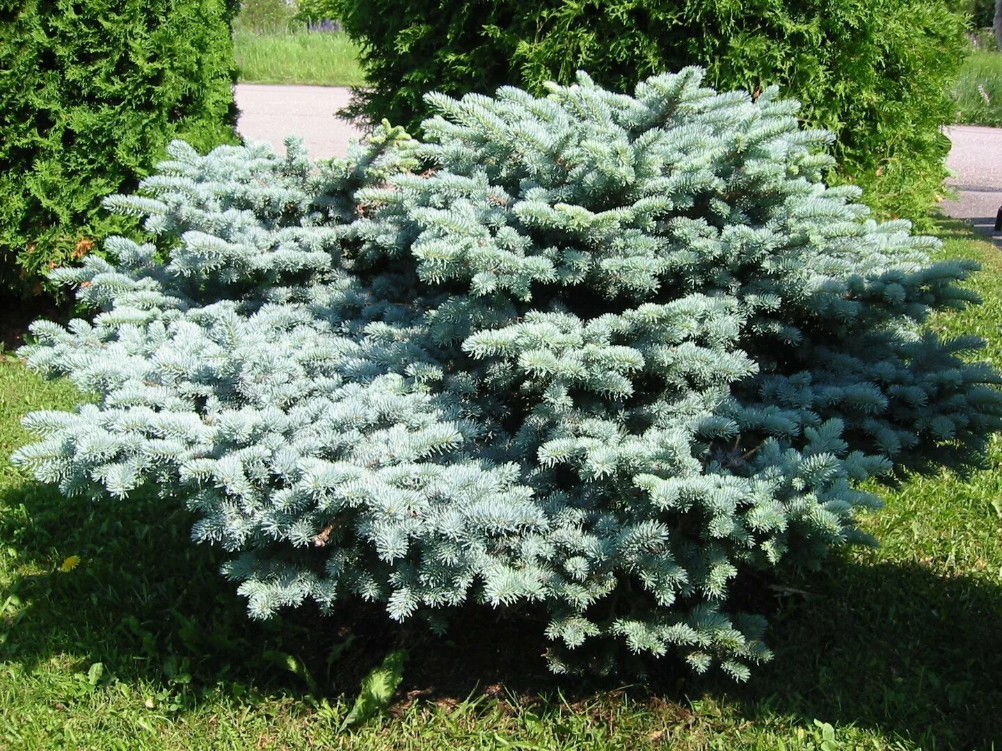 Глаука глобоза купить. Ель колючая Глаука Глобоза. Picea pungens 'glauca globosa'. Ель колючая (Picea pungens glauca globosa). Ель колючая Мисти Блю.