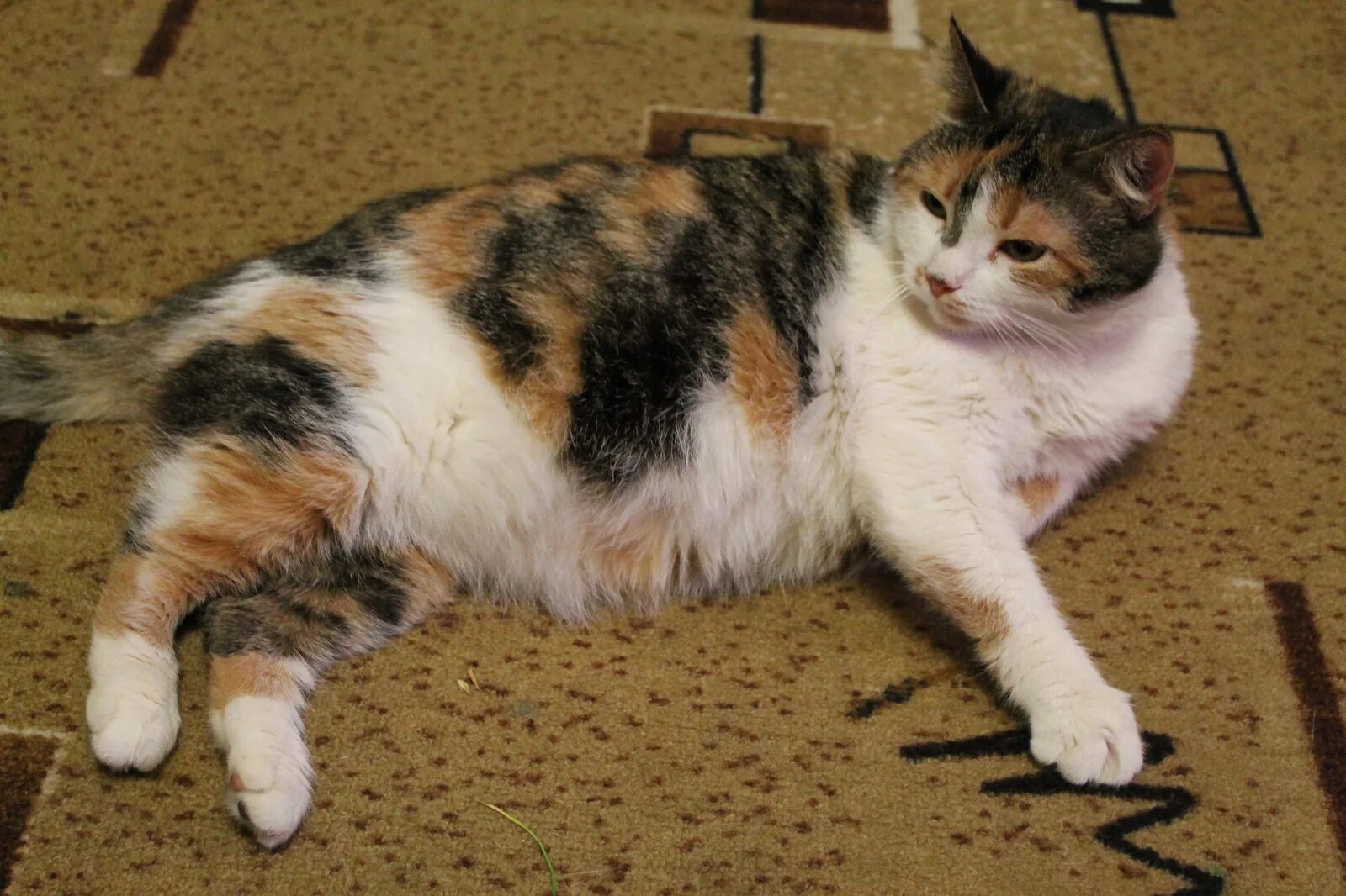 Пол трехцветного котенка. Сибирская кошка Сибирская трехцветная. Американская жесткошерстная кошка трехцветная. Трехцветная черепаховая кошка. Толстая трехцветная кошка.