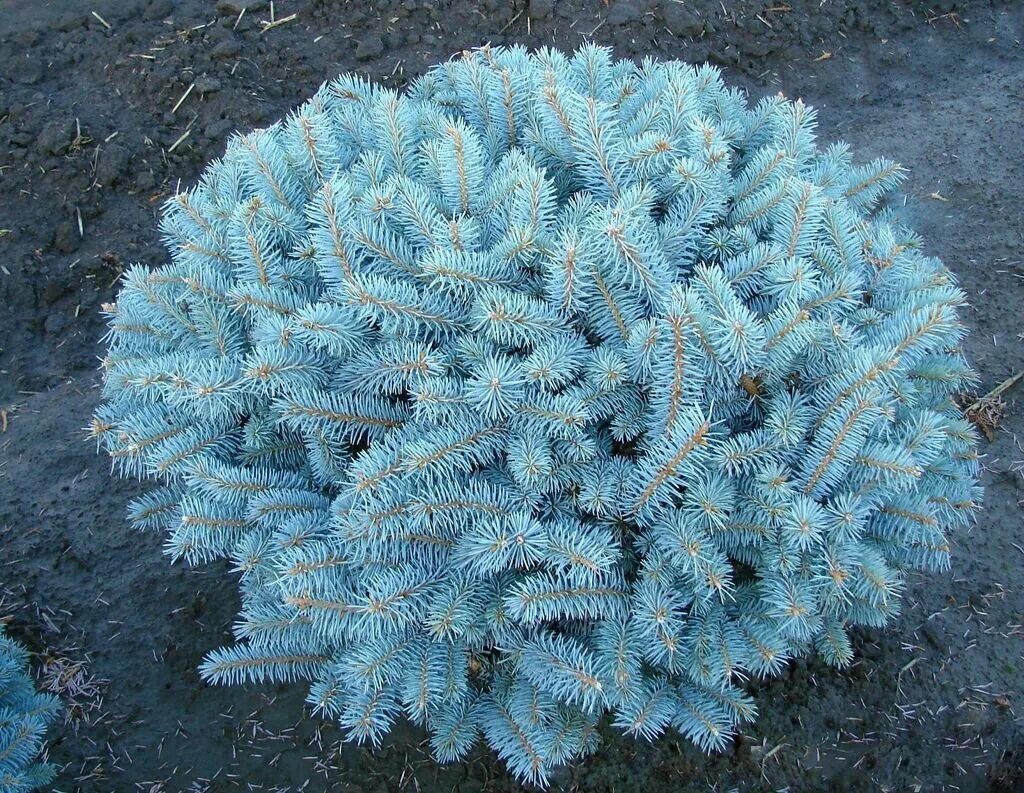 Глаука глобоза купить. Ель Глаука Глобоза. Picea pungens 'glauca globosa'. Ель Глаука Глобоза подушковидная. Ель голубая Глаука Глобоза.