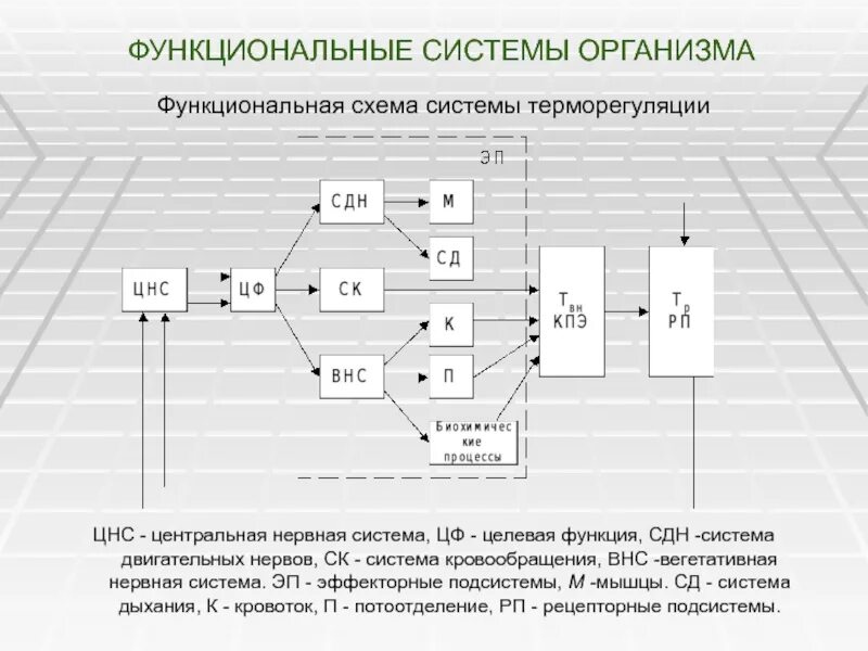 Функциональная деятельность организма человека. Схема функциональной системы терморегуляции. схема функциональных систем организма. функциональная схема подсистемы. примеры функциональной системы организма человека.