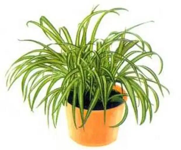 Хлорофитум состав. Хлорофитум хохлатый chlorophytum comosum. хлорофитум оранж. хлорофитум искусственный. комнатные растения без фона.