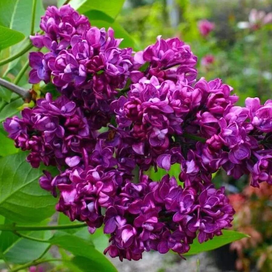 lovely lilacs very special colors, and what a fragrance! S. Flickr
