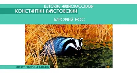 Барсучий нос время года