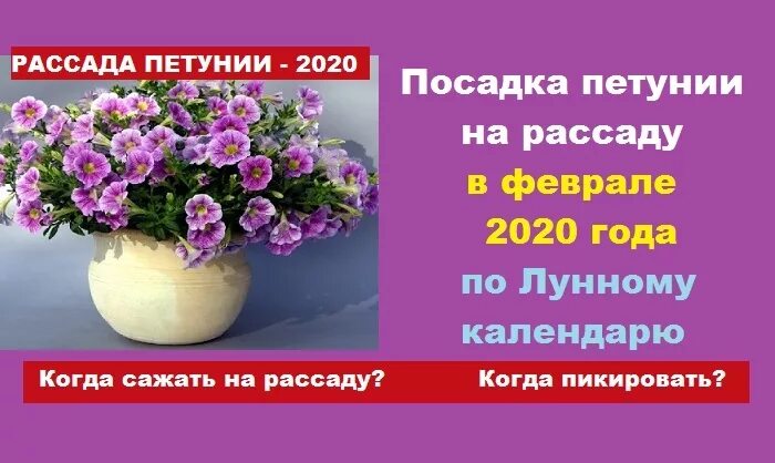 Дни посева петунии в феврале 2024 года. Благоприятные дни для посадки на рассаду петунии. Календарь посадки петунии. Посадка петуний в феврале на рассаду. Благоприятные для посева петунии.