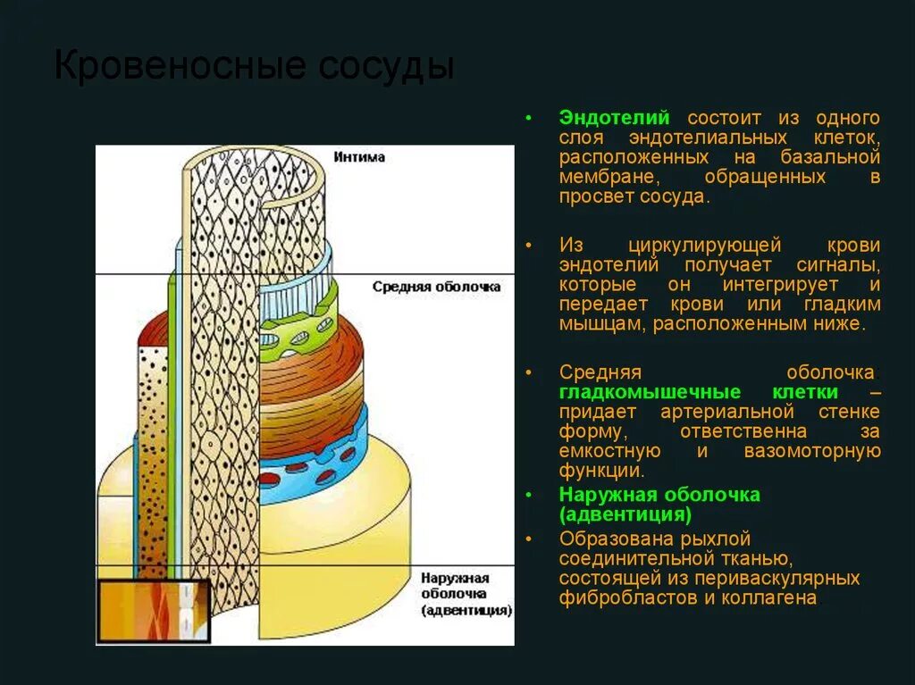 Имеет несколько слоев один. Эндотелий кровеносных сосудов. Кровеносные сосуды состоят из. Базальный слой сосудов. Сосуды состоящие из одного слоя клеток.