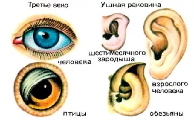 3 примеры рудиментов. Рудимент человека тройное веко. Рудимент 3 века у человека. Третье веко у человека атавизмы.