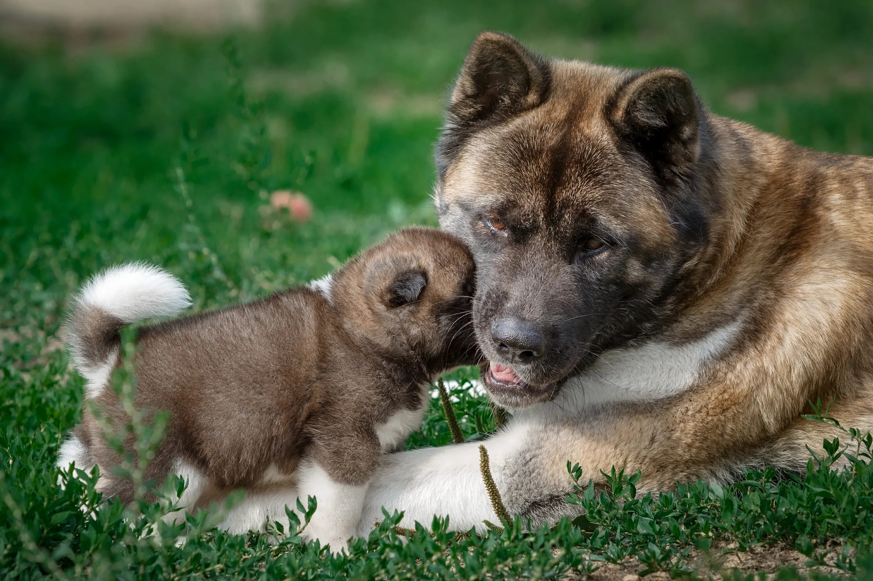 3 animals dogs. Американская Акита. Американская Акита собака. Собака амерриканская Акито. Американская Акита американская Акита.