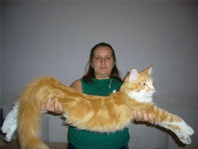 Котов майкоп. Огромный кот Мейн кун. Самая большая кошка в мире Мейн кун. Самый огромный Мейн кун в мире. Самый тяжелый Мейн кун.