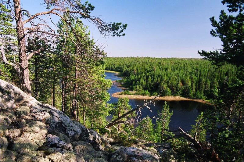 Можно леса карелии. Девственные леса Карелии. Девственные Лема кроелии. Республика Карелия Тайга. Тайга Северная Карелия.