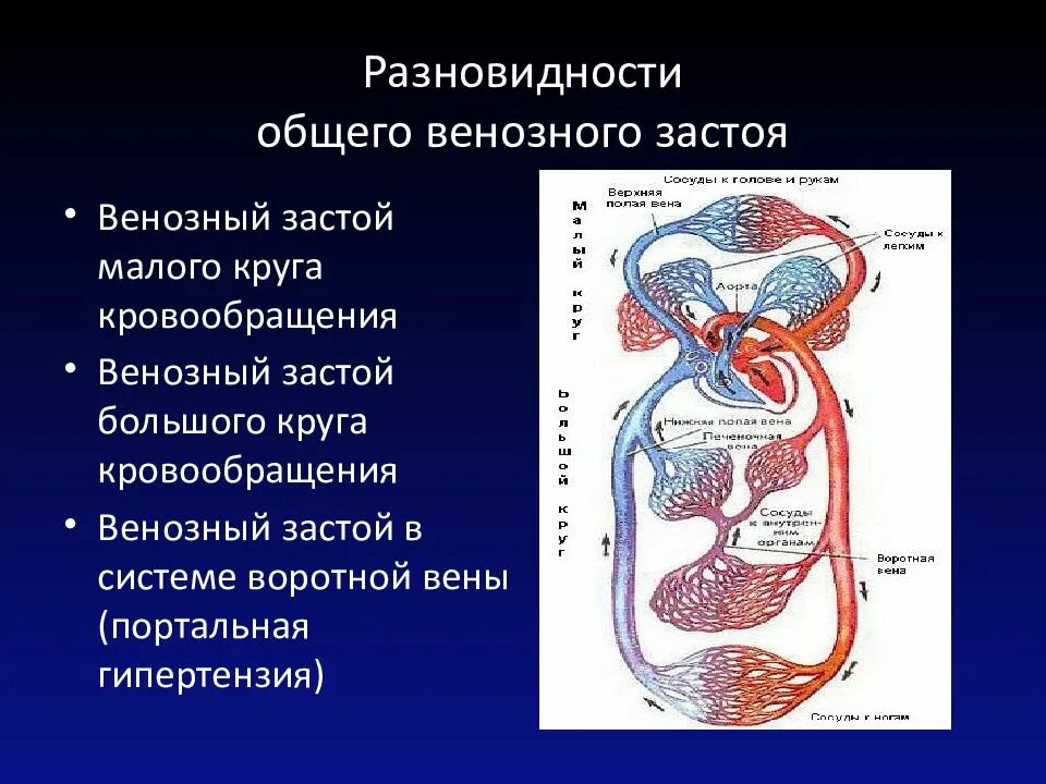 Вены малого круга кровообращения. Большой круг кровообращения. Вены большого круга кровообращения. Вены малого круга.