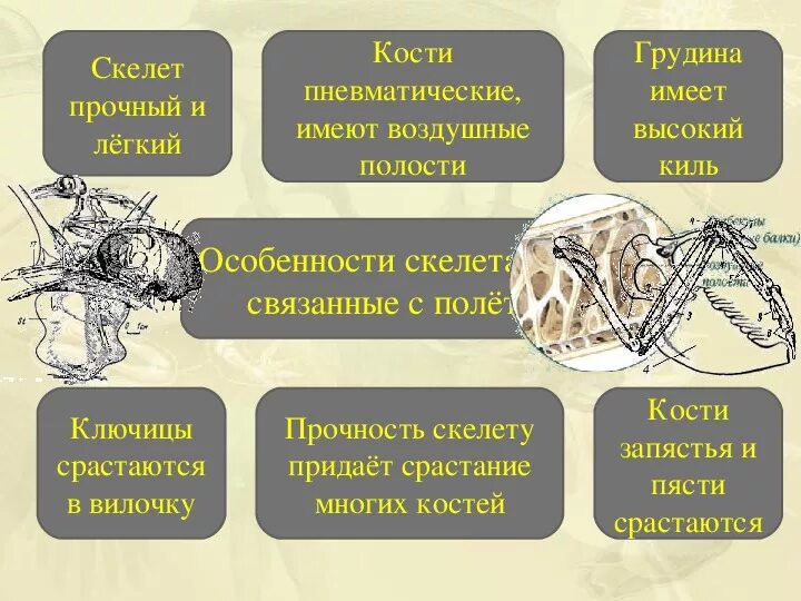 Кости в скелете птиц имеют воздушные полости.. Прочность скелета человека. Прочность скелету придают. В скелет птиц произошло срастание многих костей.