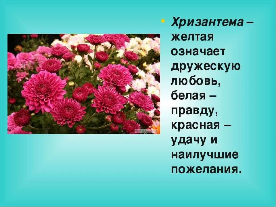 Цвети значение слова. Хризантема. Цветы хризантемы. Родина хризантемы. Хризантема на языке цветов.