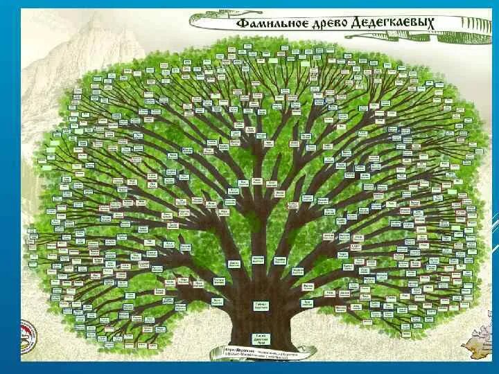 Как выглядит древо. Родословная дерево шежере. мальсаговы генеалогическое древо. генеалогическое дерево большое. самое большое семейное дерево.