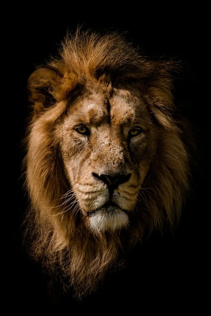 Jahannam and Jaheem Animals beautiful, Big cats, African big cats
