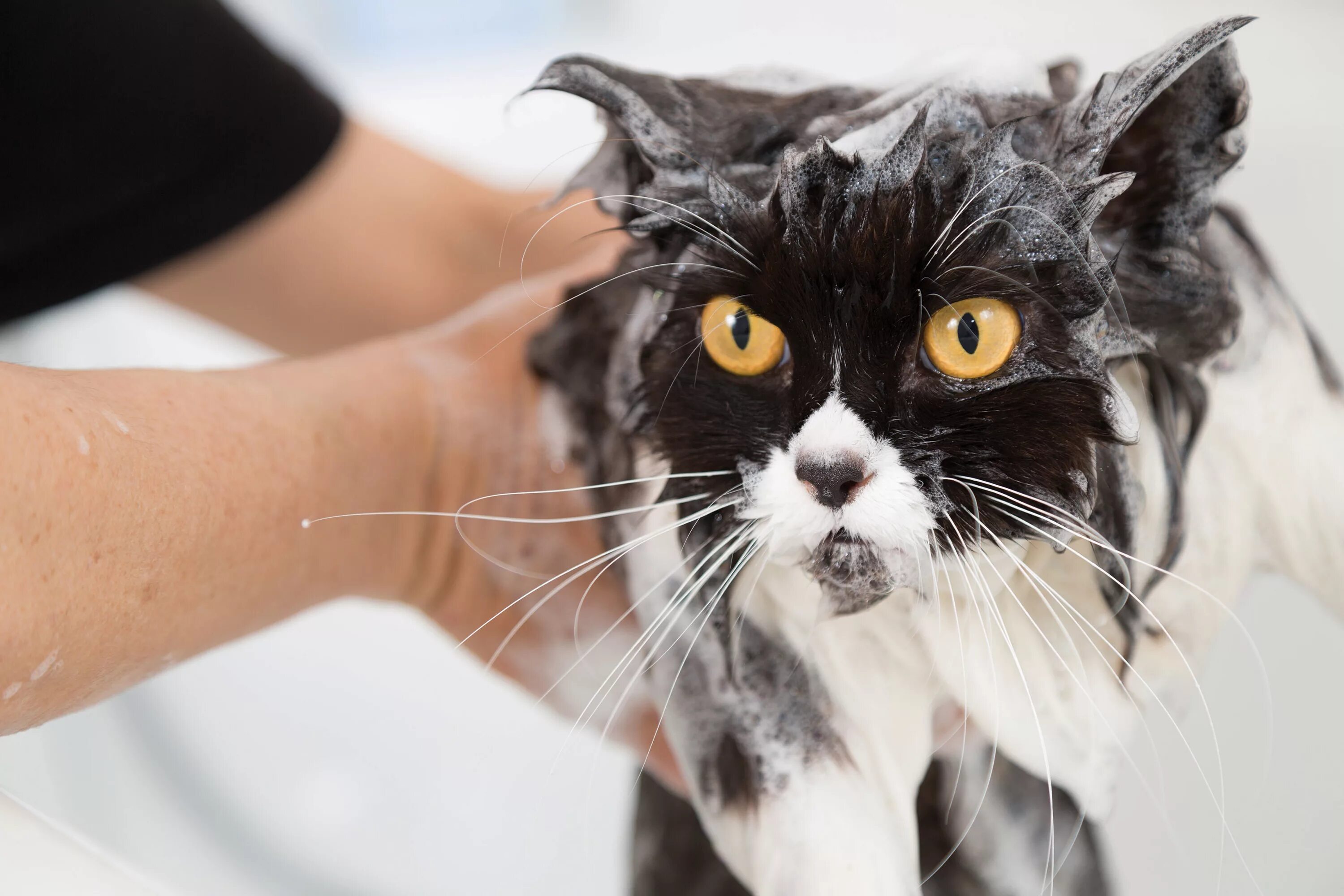 Купание кошки. Мытье кошки. Кошка моется. Вымытый кот. Cat washing