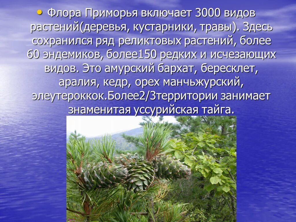 Какие растения встречаются в приморском крае. Растительный мир приморья. растения эндемики приморья. растительность приморского края. растительный мир мир приморского края-.