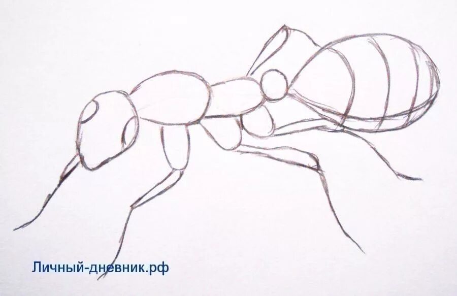 поэтапное рисование муравья. муравей рисунок. муравей рисунок карандашом. легкий рисунок муравья. муравей рисунок.