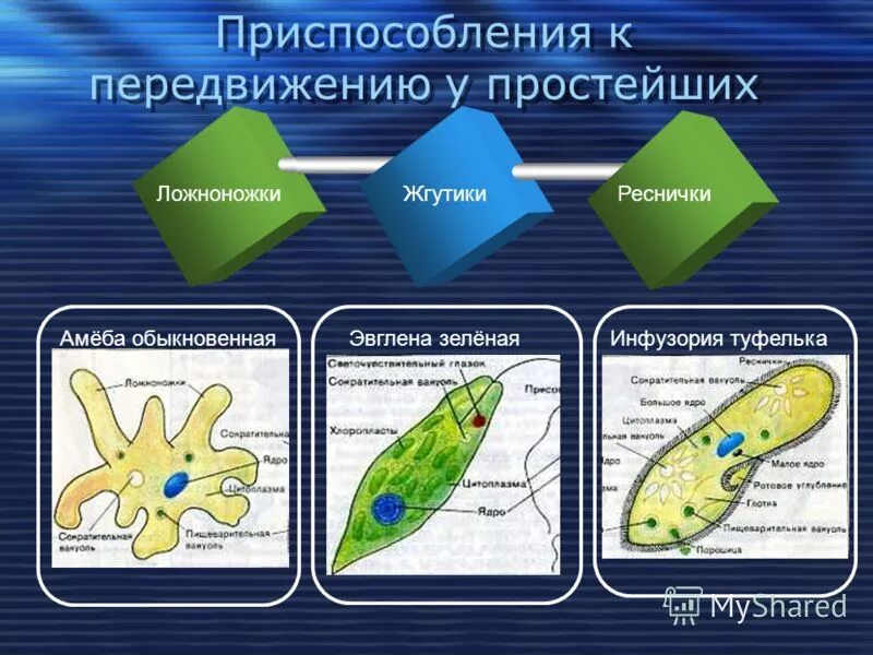 Способы движения простейших. Способы передвижения одноклеточных. Движение простейших животных. Способы движения одноклеточных. Инфузория туфелька ложноножки