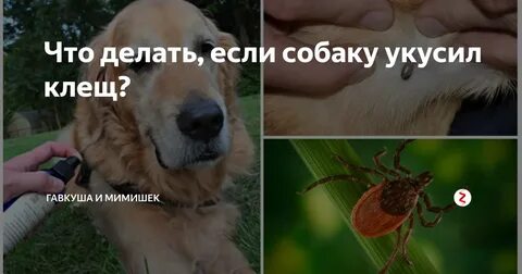 Меня укусил пес которого я бросила 48