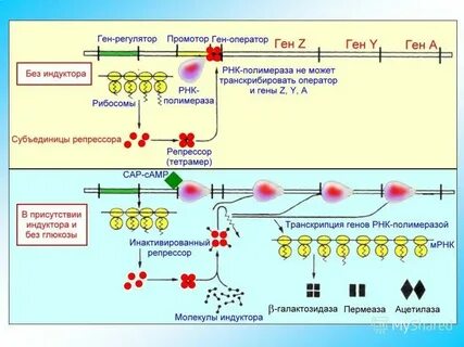 Особенности экспрессии генов у прокариот и эукариот