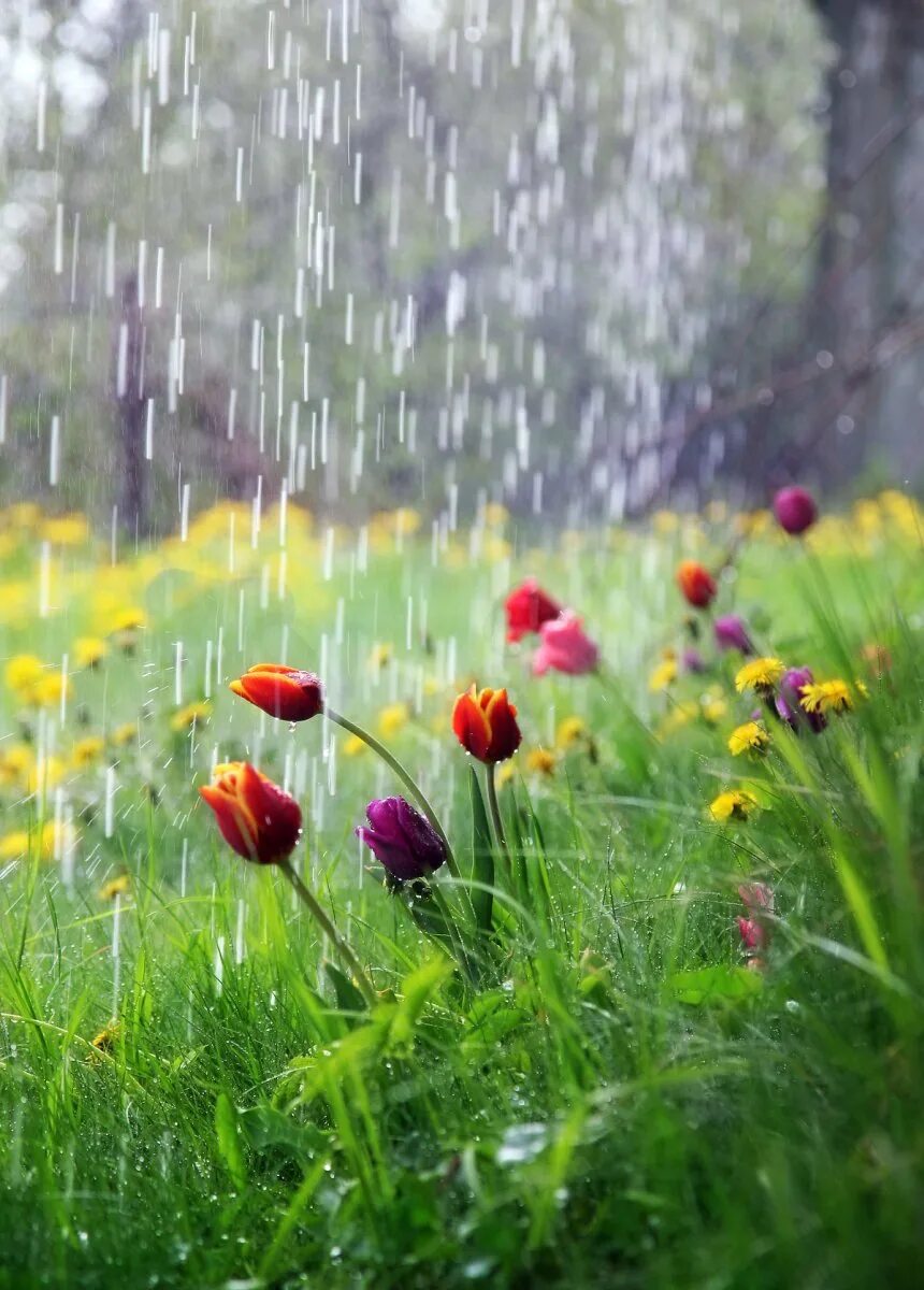 Доброе дождливое утро весны. Летний дождь. Лето дождь. Весенний дождь.