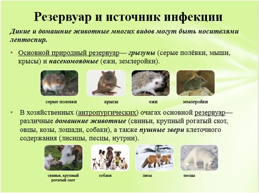 Лептоспироз инфекционный. Лептоспироз источник инфекции. Лептоспироз источник заражения. Пути заражения лептоспирозом животных. Профилактика лептоспироза у животных.