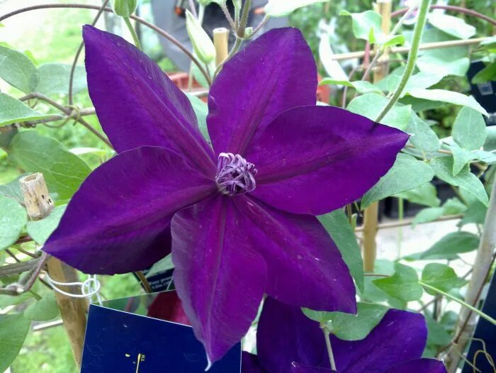 Клематис май бьюти. Клематис amethyst beauty. клематис (clematis amethyst beauty. клематис amethyst beauty 2. клематис аметист блю.