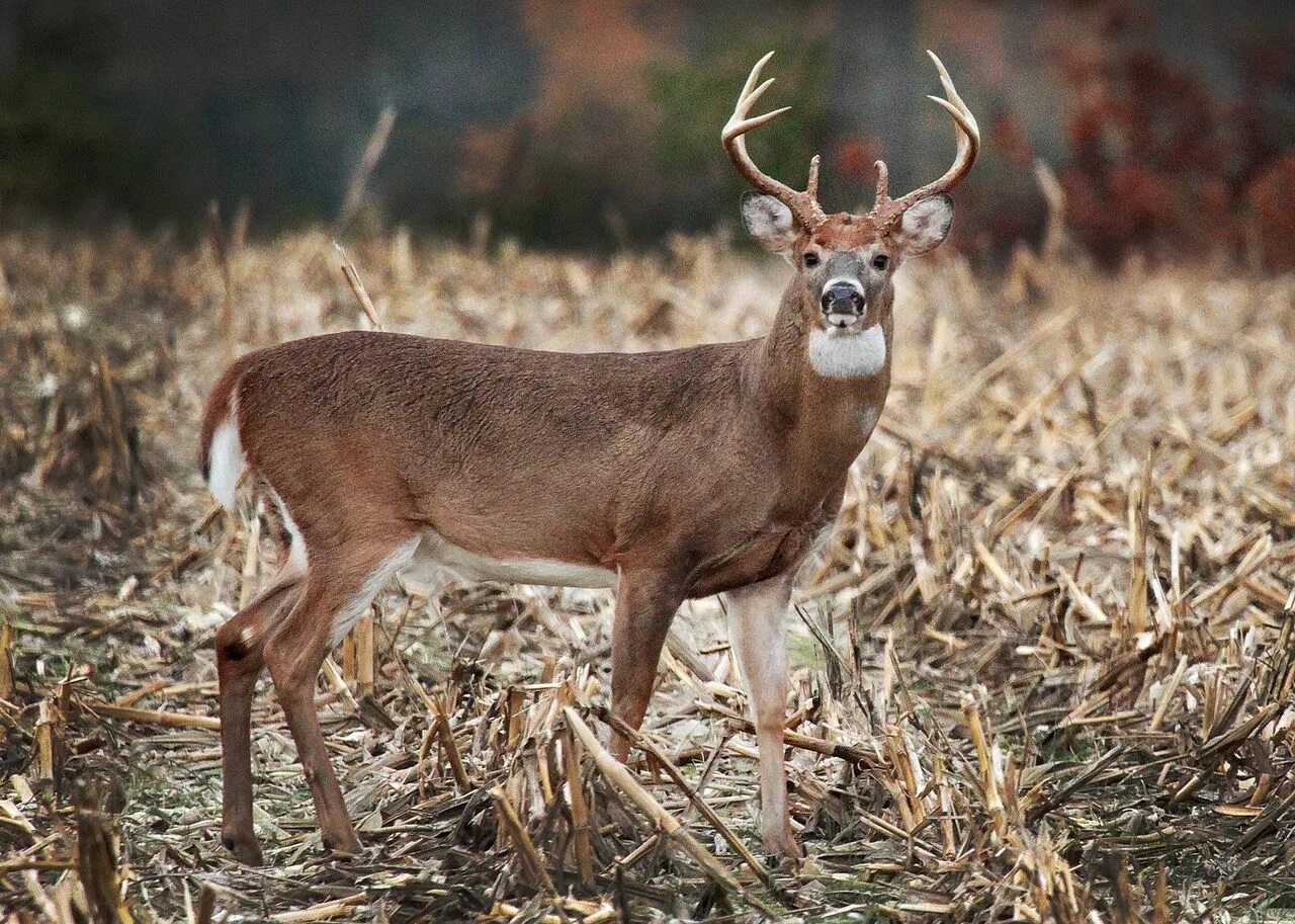 Олень в снегу. Олень в профиль. Deer mix. Олень стилизация. Deer mix.