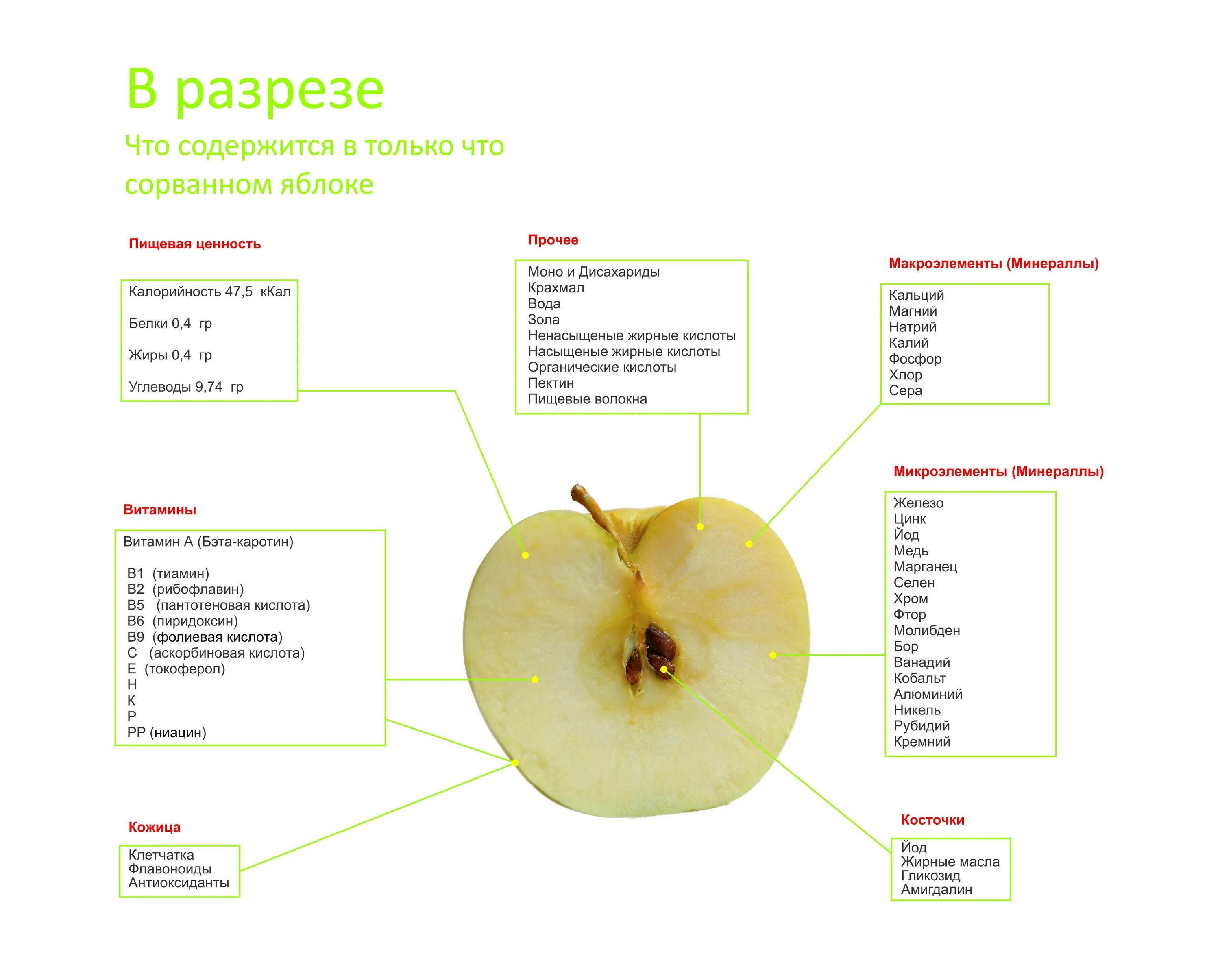 Яблоко повышает кислотность. Яблоко в разрезе. Из чего состоит яблоко. Пищевая ценность яблока. Что содержится в яблоках.