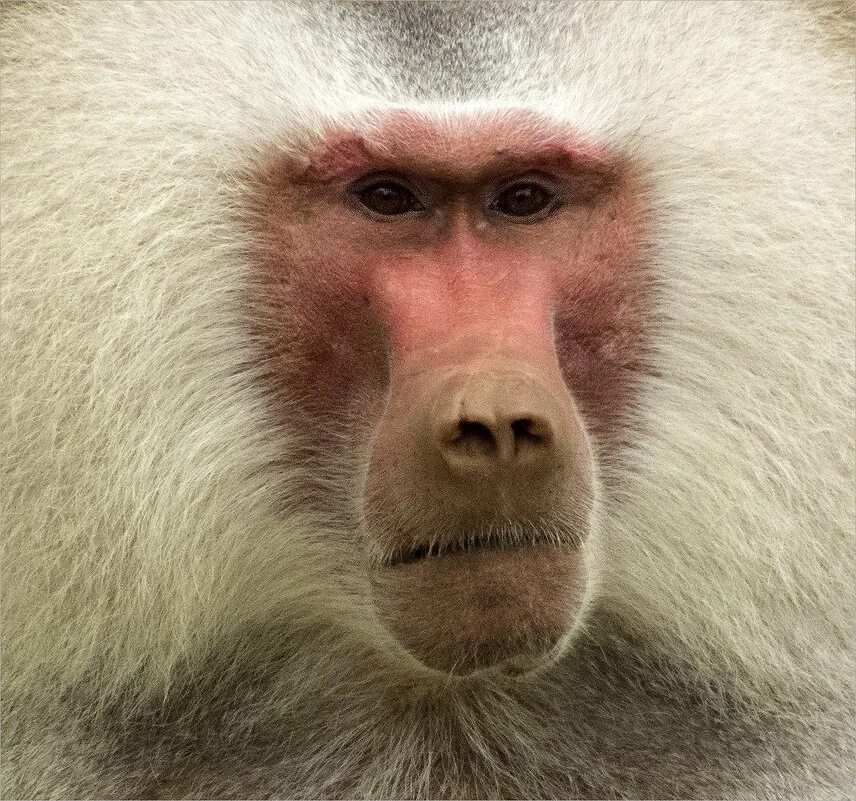 Африканский гамадрил. Мандрил маска. Бабуин мандрил. Имя бабуин. Западноафриканский мандрил.