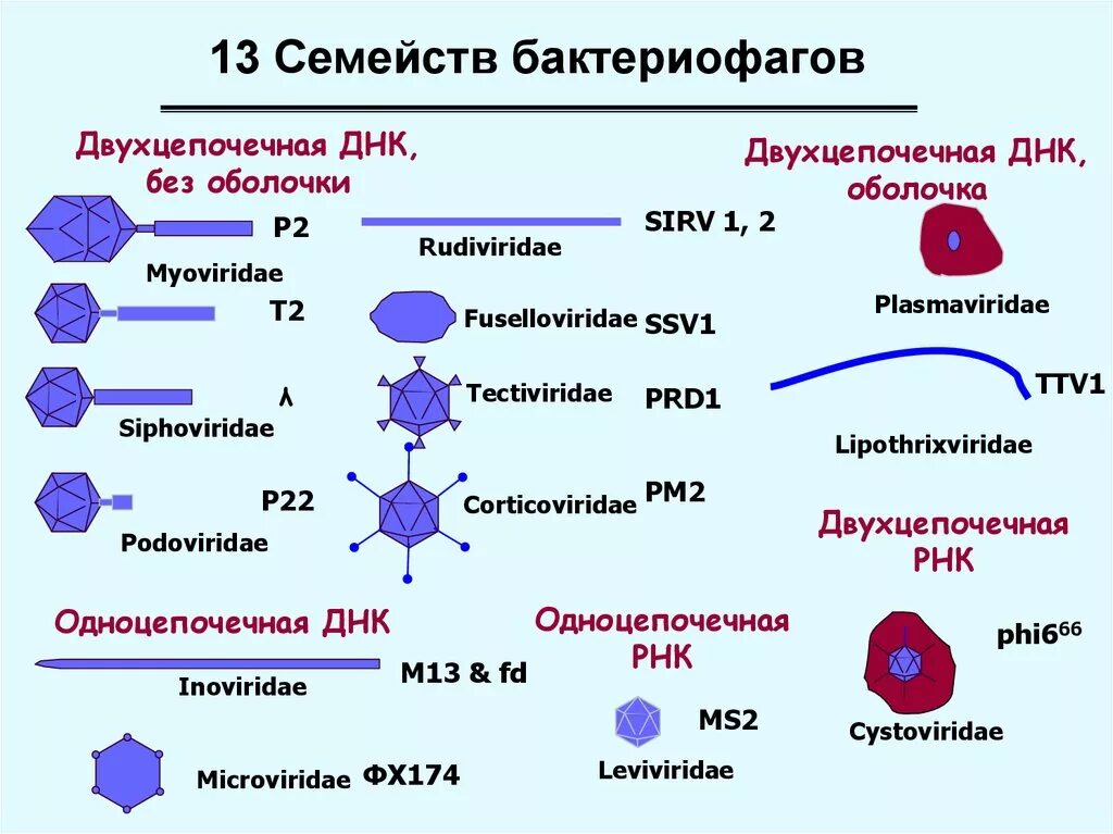 Вирусы и бактериофаги таблица. Семейства бактериофагов. РНК бактериофаги. Семейства бактериофагов таблица.