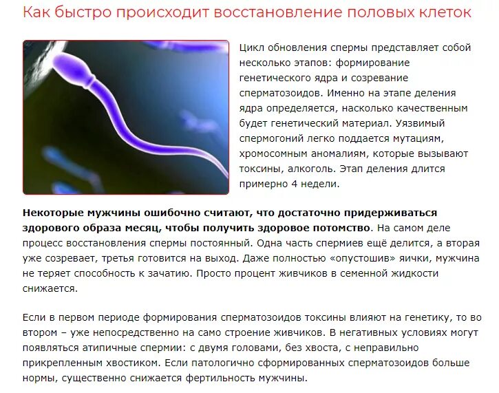 После второго полового акта. Обновление сперматозоидов у мужчин. Скорость сперматозоида. Где вырабатываются сперматозоиды. Регенерация сперматозоидов.