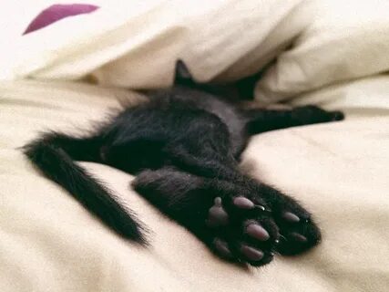 Лапы черного кота
