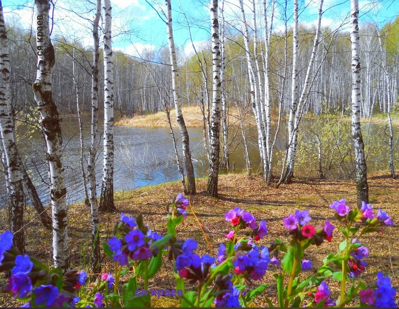 Природа родного края Омск весной. Пейзажи с медуницами.