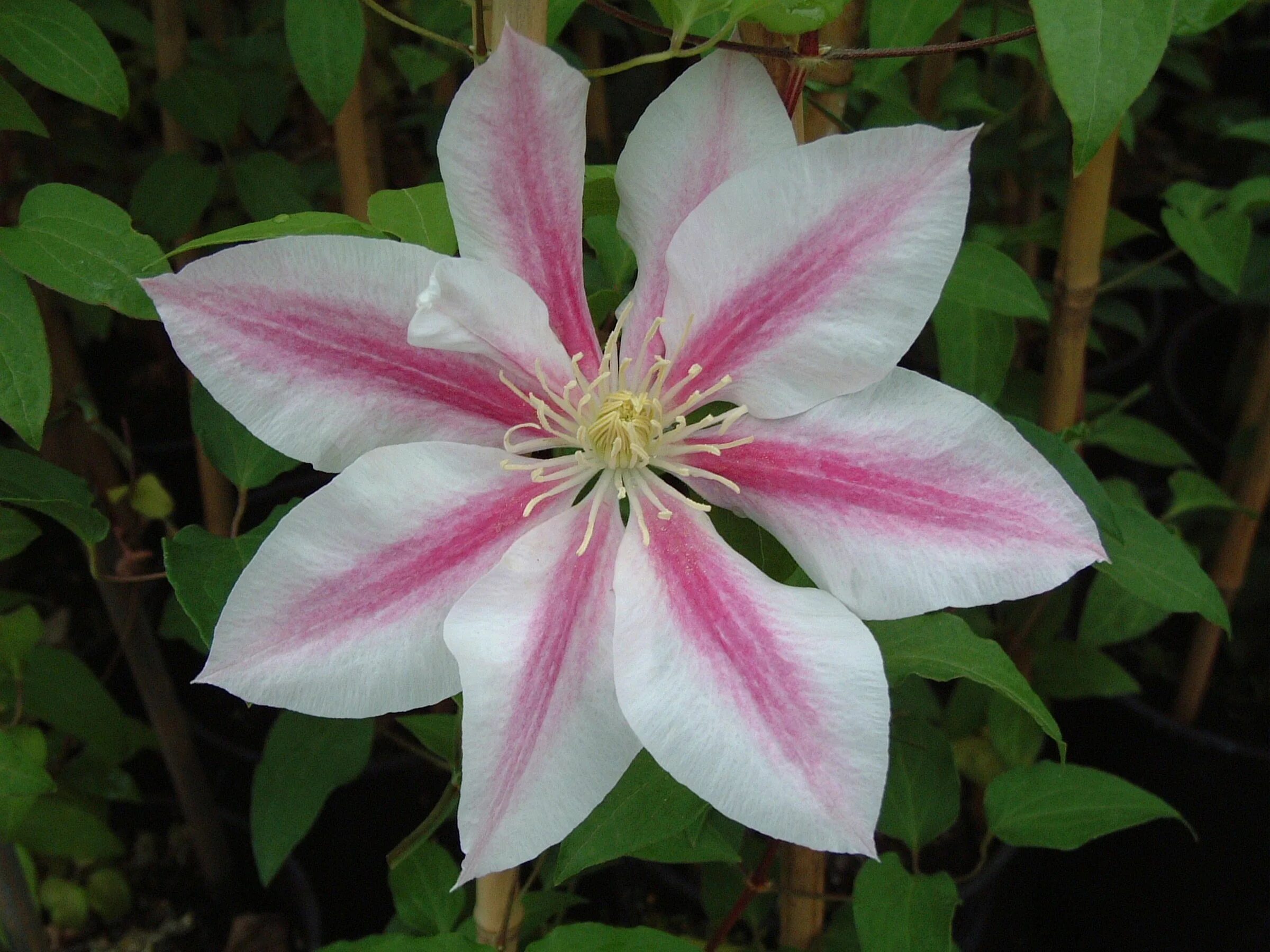 Клематис Андромеда. Клематис Андромеда (Andromeda). Клематис Clematis Andromeda. Клематис Андромеда Clematis Andromeda. Клематис сорт андромеда фото