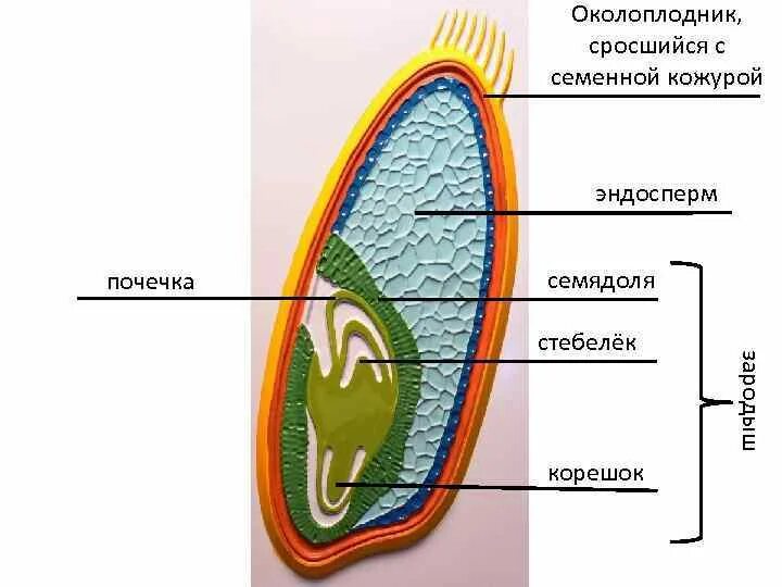 Эндосперм клетки. Семядоля эндосперм почечка стебелёк. корешок почечка семенная кожура эндосперм. околоплодник сросшийся с семенной кожурой эндосперм. эндосперм покрытосеменных.