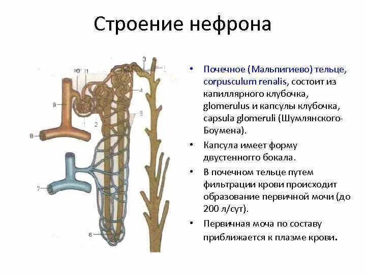 Мальпигиево (почечное) тельце состоит:. Мальпигиево тельце нефрона. Из чего состоит мальпигиево почечное тельце. Почечная мальпигиевре тельце. Почечное тельце почки