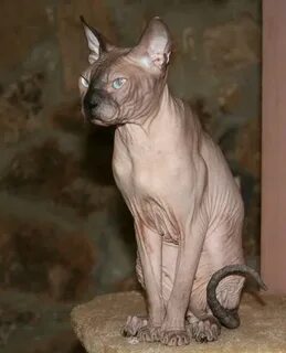 Вес котенка сфинкс