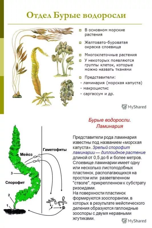 Какие организмы относят к бурым водорослям. Строение водоросли ламинарии. Строение бурых водорослей 5. Отдел бурые водоросли строение и размножение. Отдел бурые водоросли строение.