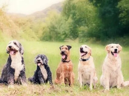 Is five dogs