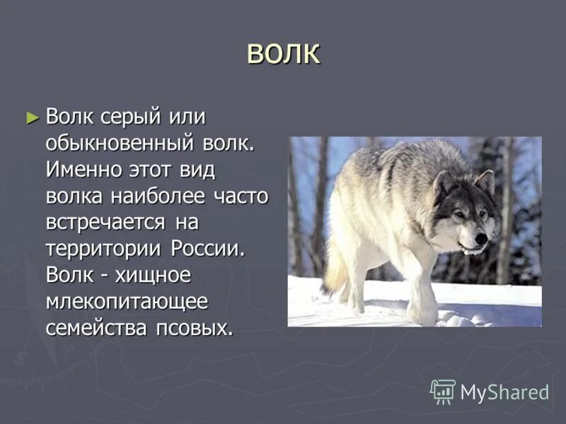 Рассказ о лисе. Рассказы о животных. Рассказ про волка 5 класс. 5 предложений о диком животном. Доклад про животных.