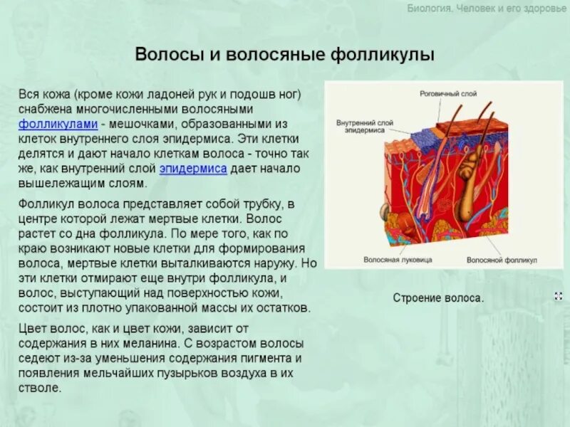 Презентация на тему кожа человека. Строение клетки волоса. Клетки кожи человека. Клетки волосяного фолликула. Кожа человека 8 класс биология