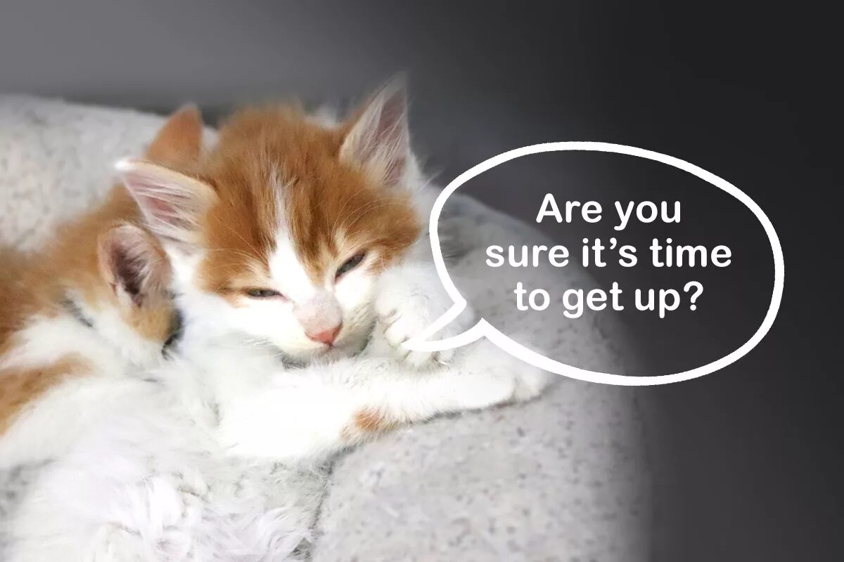 Your cat s. Cat talks. Answer your Cat`s questions Day.