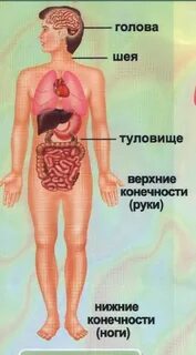 Внутреннее строение организмов