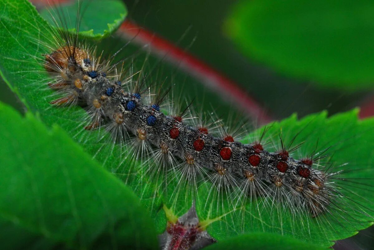 Муха гусеница. Пестрянка Луговая гусеница. Gnophria rubricollis гусеница. Гусеница бабочки пестрянки. Непарный шелкопряд гусеница.