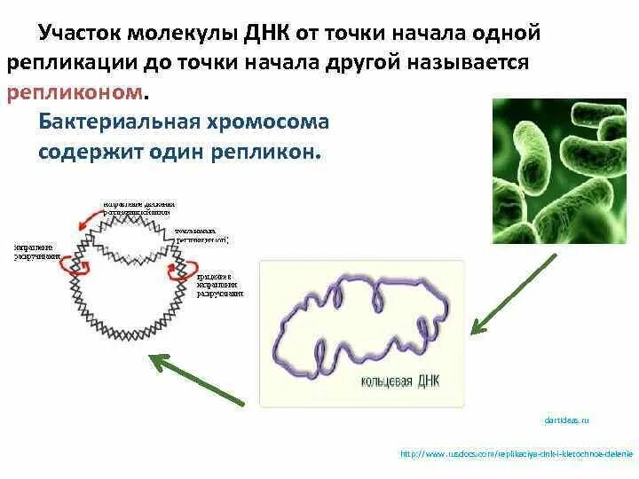 Форма днк бактерий. Репликация бактериальной ДНК. Репликоны точки начала репликации. Репликация бактериальной хромосомы. Участок молекулы ДНК.