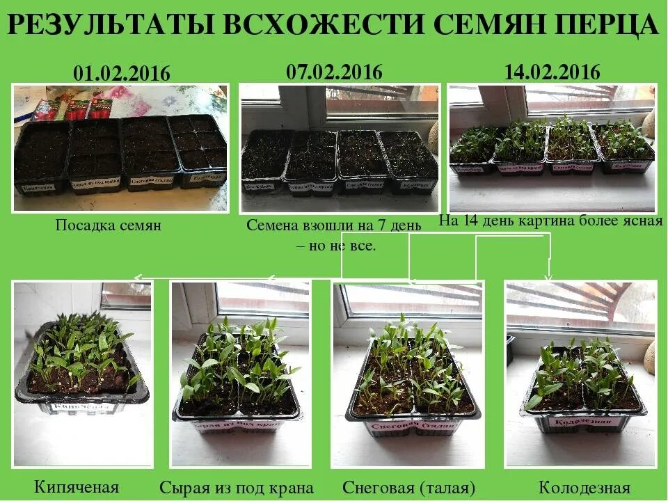 Перец через сколько дней