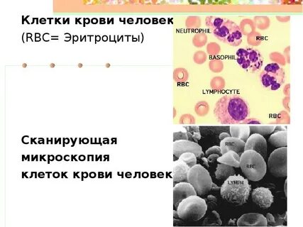 Мало клеток