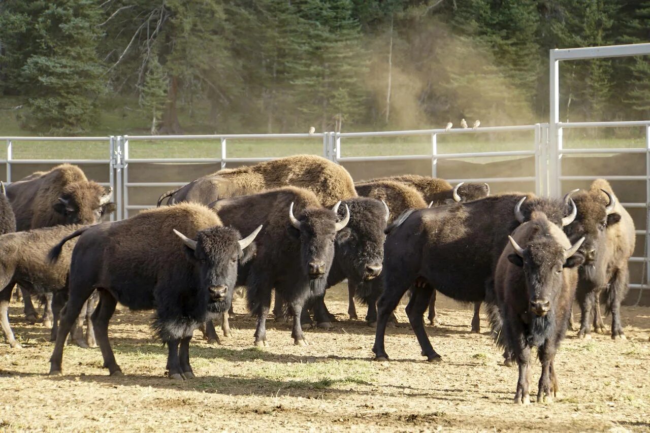 Buffalo Bisons. Бизоны в Гранд каньоне. Китайский музей со стадом бизонов. Бизоны на тропе. Охота на бизона 2023